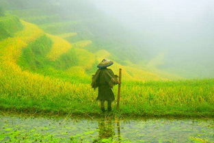 詩(shī)句,農(nóng)民,農(nóng)村