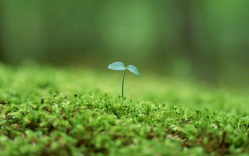 六年級描寫草的詩句,六年級關(guān)于丁香的詩句,關(guān)于六年級畢業(yè)離別的詩句