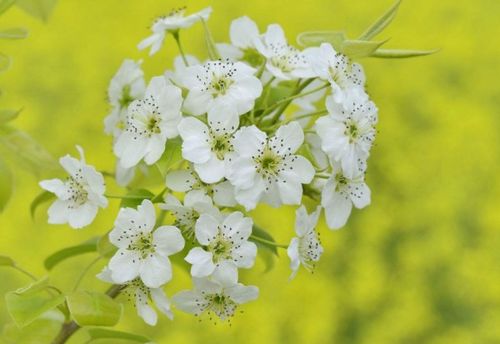 帶梨花的詩(shī)句古詩(shī)三年級(jí),帶梨花的詩(shī)句古詩(shī)及含義,帶梨花的詩(shī)句古詩(shī)大全