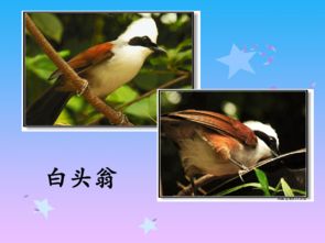 詩句,螃蟹