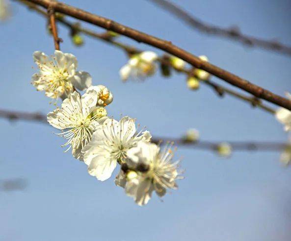 關于白花山碧桃的詩句