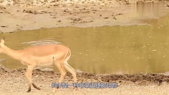 豺狼,詩句