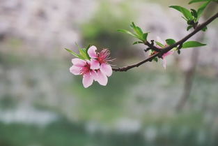古詩句人間芳菲四月天