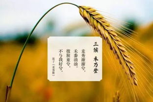 關(guān)于秋老虎的調(diào)侃詩句