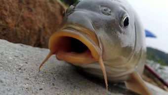 釣鯉魚的古詩(shī)句
