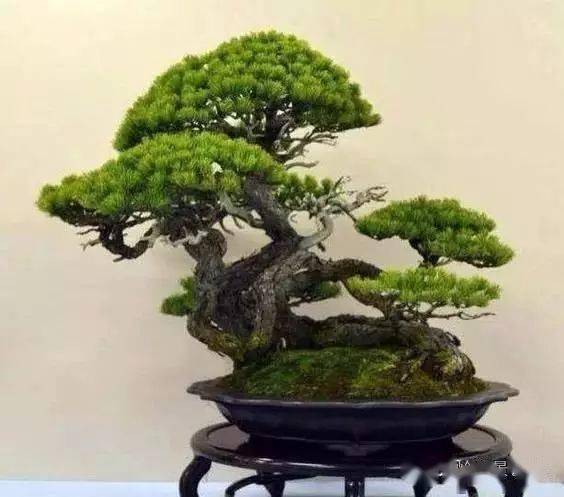 關(guān)于松樹精神的古詩句