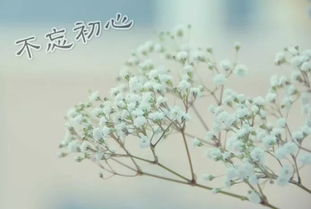 初心,詩句,動機(jī)