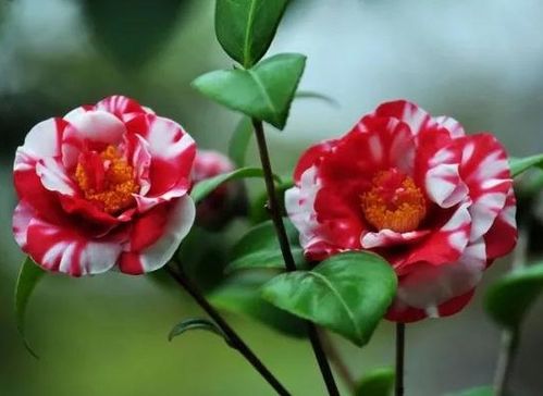 茶花詩(shī)句古詩(shī)