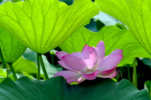 詩句,楊萬里