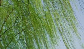 詩句,解釋