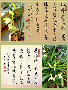 關(guān)于蘭的詩句大全集