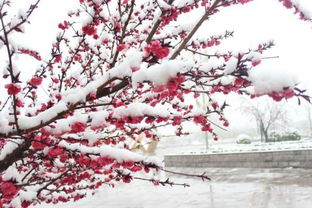 形容三月桃花雪的古詩句