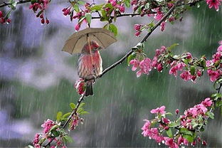 關(guān)于雨歇的詩句