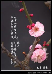關于梅花精神的古詩句,贊美梅花的古詩句,寫梅花的古詩句