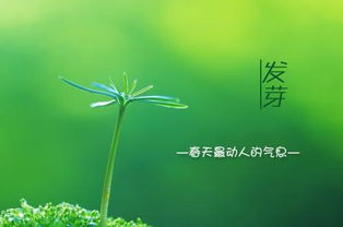 描寫(xiě)春天贊美春天的古詩(shī)句