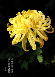 菊花的詩(shī)句古詩(shī)大全,贊美菊花的詩(shī)句古詩(shī)大全,描寫菊花的詩(shī)句古詩(shī)大全
