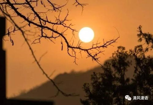 夕陽(yáng)落日枯樹古詩(shī)句