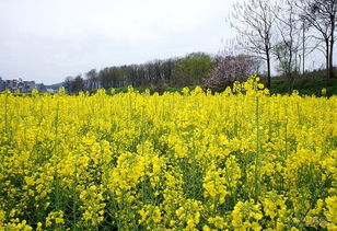 油菜花,詩句