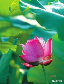 描寫春季或夏季美麗景色的古詩(shī)句