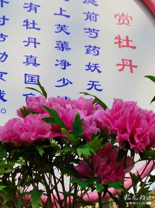 贊美牡丹詩句古詩