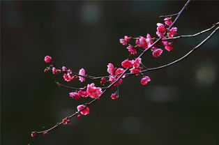 關于春的意境的詩句