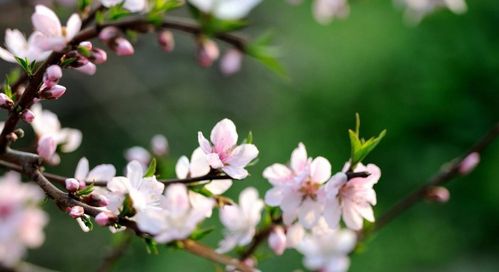 關(guān)于桃花剛開放的詩句
