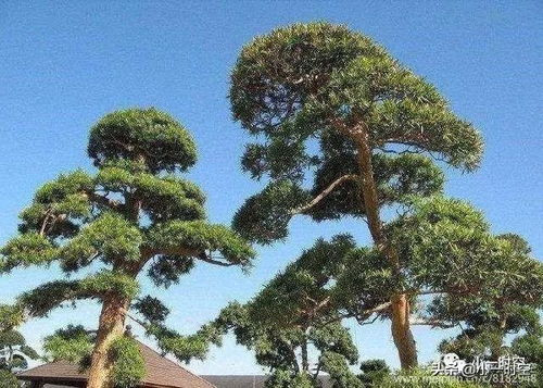 青松,詩句,蠟燭