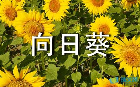關(guān)于向日葵美麗的詩句