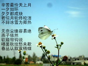 詩經(jīng)中關于愛情的經(jīng)典詩句,關于愛情長久的詩句經(jīng)典,關于愛情思念的詩句經(jīng)典