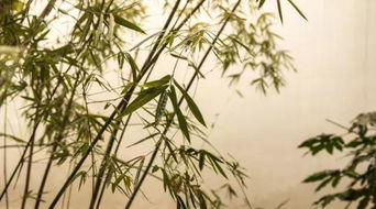 形容竹子的詩句古詩詞,形容竹子的詩句古詩七言律詩,形容竹子的詩句古詩大全