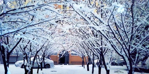 關(guān)于雪落在樹上的詩(shī)句
