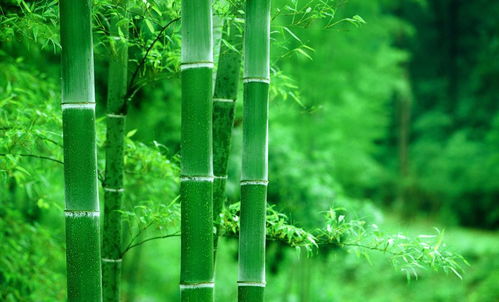 竹子與中國(guó)人氣節(jié)古詩(shī)句