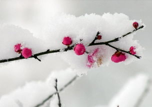 三聯(lián)關于梅花詩句