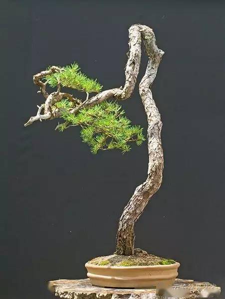 關(guān)于松樹的古詩(shī)句,表現(xiàn)友情的古詩(shī)句,表現(xiàn)思鄉(xiāng)的古詩(shī)句