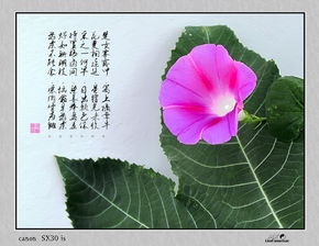 關(guān)于牽?；ǖ脑?shī)句古詩(shī)