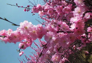 古詩(shī)關(guān)于桃花的詩(shī)句