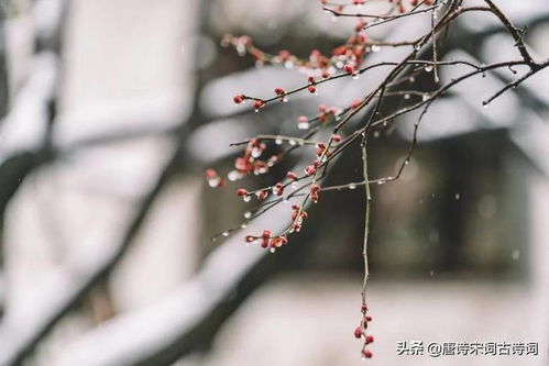關于冬雨詩句古詩,關于描寫冬雨的詩句古詩,冬雨的詩句古詩李賀