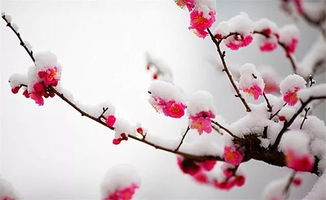 常見關(guān)于雪的詩(shī)句