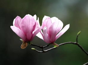 關(guān)于花的詩句及賞析,紅樓夢(mèng)關(guān)于花的詩句賞析,有關(guān)花的詩句古詩大全賞析