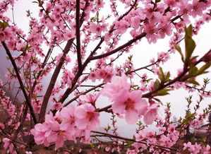 關(guān)于喜愛桃花的詩(shī)句