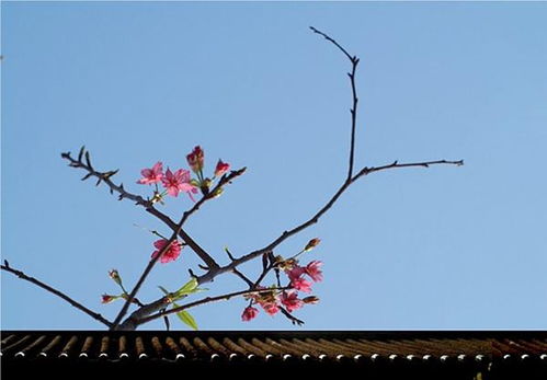 關(guān)于春和春草的詩句