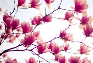 關(guān)于花草的詩句還有哪些