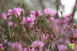 杜鵑花,詩句,美好