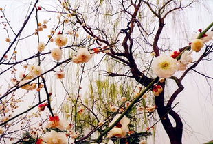 關(guān)于桂花的詩句古詩,有關(guān)桂花的詩句古詩簡單,小學(xué)關(guān)于桂花的詩句古詩