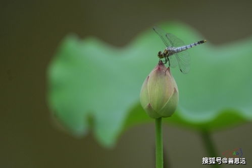 詩句,蜻蜓,描寫,愛情