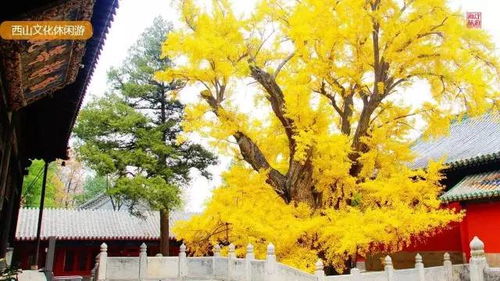 詩句,紅葉