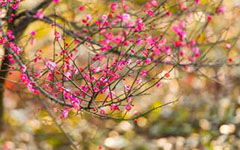 我愛(ài)梅花作文開(kāi)頭