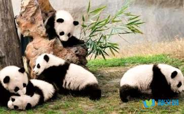 國寶大熊貓作文300字要設(shè)問句開頭