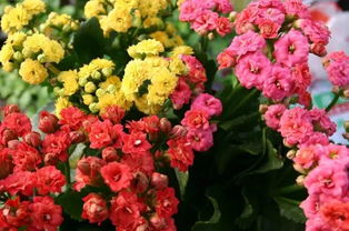 長(zhǎng)壽花作文的開頭怎么寫,觀察長(zhǎng)壽花作文三年級(jí),寫長(zhǎng)壽花的作文三年級(jí)