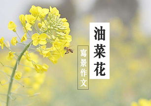油菜花開頭的作文怎么開頭